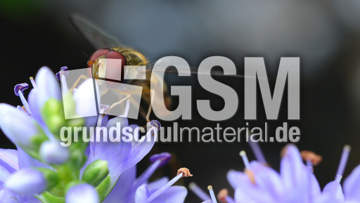 Garten-Schwebfliege (4).jpg